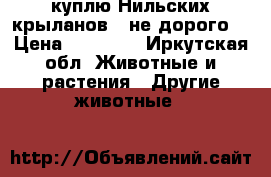 куплю Нильских крыланов - не дорого! › Цена ­ 10 000 - Иркутская обл. Животные и растения » Другие животные   